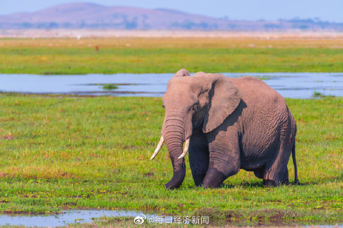 纳米比亚球员因精神压力宣布退役 纳米比亚球员因精神压力宣布退役